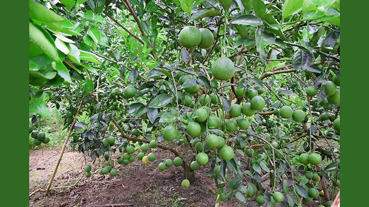 রাঙামাটির পাহাড়ি জনপদে গাছে গাছে ঝুলছে সবুজ মাল্টা রাঙামাটির পাহাড়ি জনপদে গাছে গাছে ঝুলছে সবুজ মাল্টা
