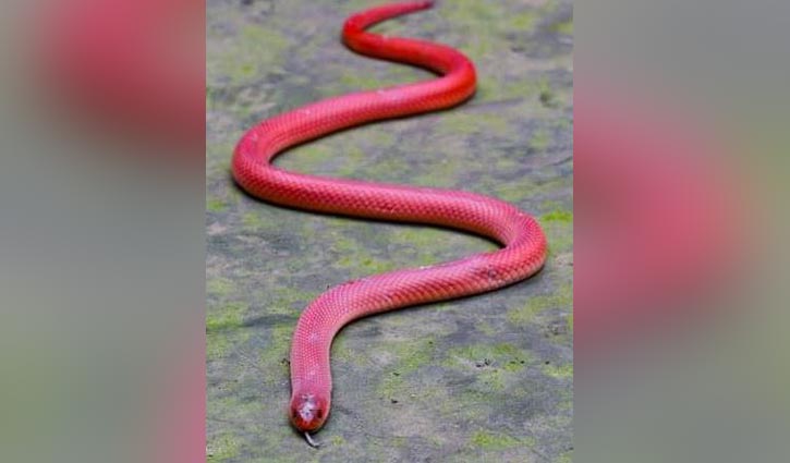 পঞ্চগড়ে ফের দেখা মিললো ‘রেড কোরাল কুকরি’ পঞ্চগড়ে ফের দেখা মিললো ‘রেড কোরাল কুকরি’