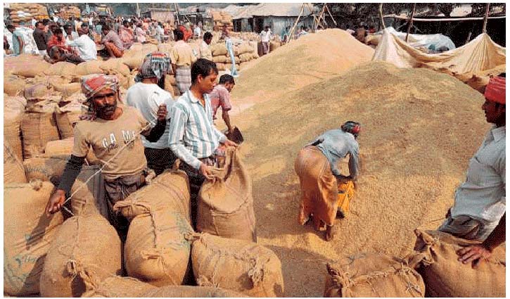 সাড়ে ৮ লাখ মেট্রিক টন ধান-চাল কিনবে সরকার