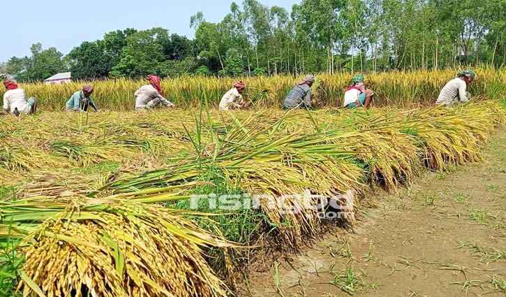 রোপা-আমন ধানে হাসি ফিরবে কৃষকের মুখে রোপা-আমন ধানে হাসি ফিরবে কৃষকের মুখে