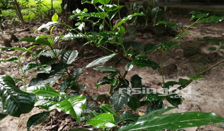 কাপাসিয়ায় চা চাষের নতুন সম্ভাবনা কাপাসিয়ায় চা চাষের নতুন সম্ভাবনা
