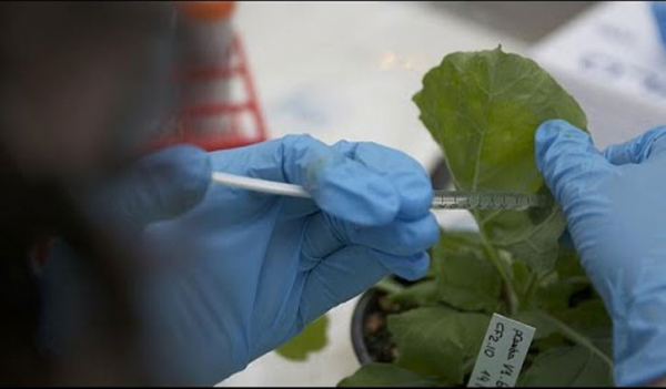 তামাক পাতা দিয়ে করোনার টিকা আবিষ্কারের পথে থাই বিজ্ঞানী