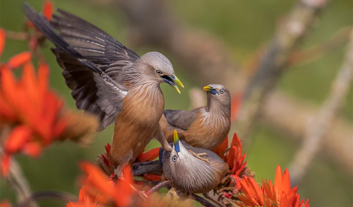 উইকিপিডিয়ার প্রতিযোগিতায় বাংলাদেশের তৌহিদের ছবি বিশ্বসেরা