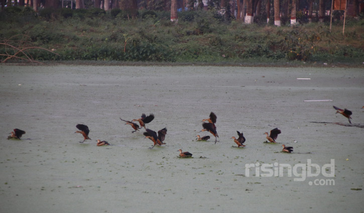 বসন্তে অতিথি পাখি!