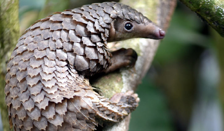 Scientists expect Pangolin as Coronavirus virus host