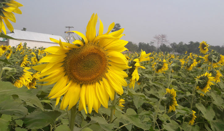 সূর্যমুখী চাষে ঝুঁকছেন কৃষক