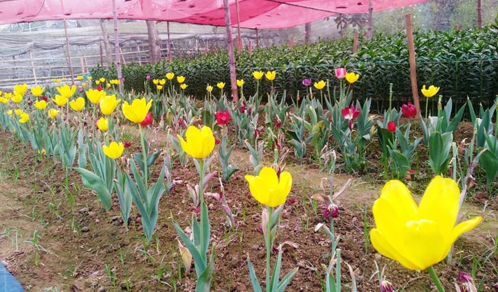 গাজীপুরে টিউলিপ ফুল!