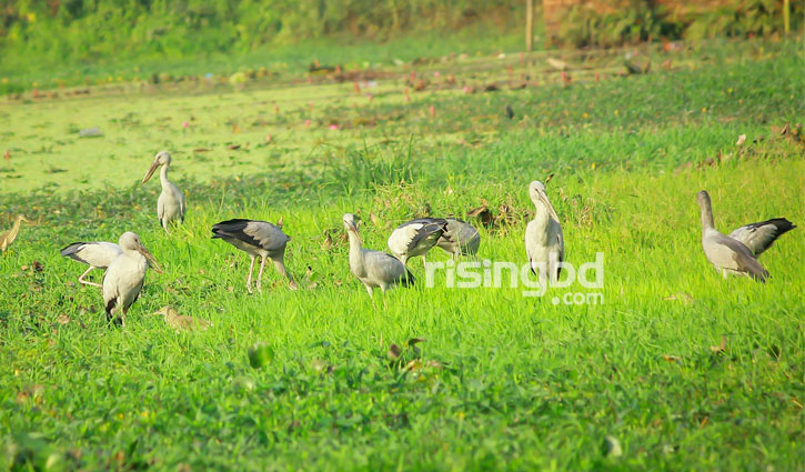 অতিথি পাখি ডাকছে