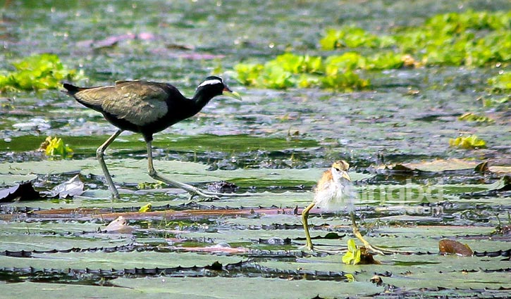 ফ্রেমে বন্দি পাখি ফ্রেমে বন্দি পাখি