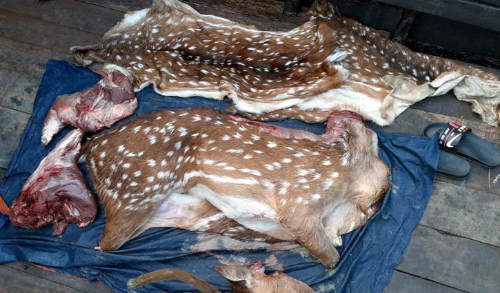 50kg venison recovered from Sundarbans