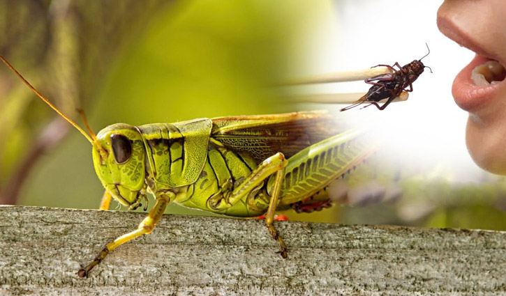 ঝিঁঝিঁ পোকা স্বাস্থ্যের জন্য উপকারি!