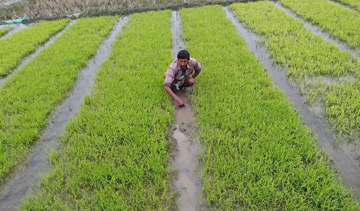 ঘন কুয়াশায় ক্ষতিগ্রস্ত বীজতলা ঘন কুয়াশায় ক্ষতিগ্রস্ত বীজতলা