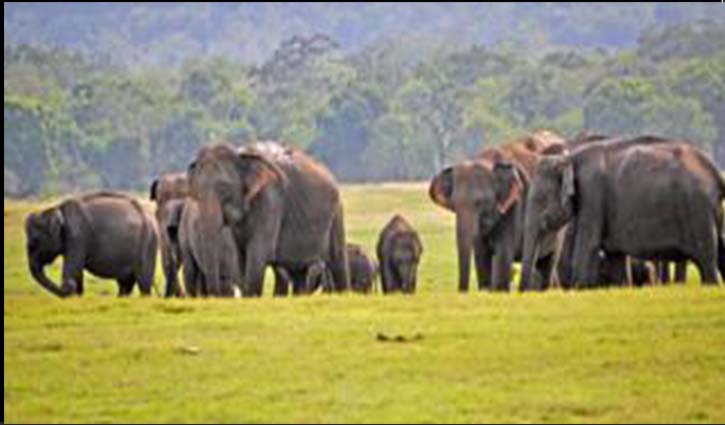 Record number of elephant deaths in Sri Lanka