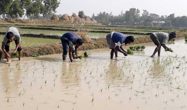 লোকসান কাঁধে নিয়েই ইরি আবাদ করছেন কৃষক