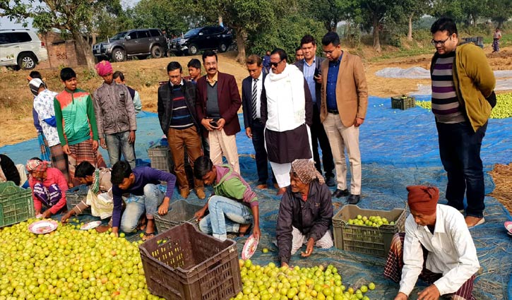 Minister directs UNO to check harmful chemicals in tomatoes