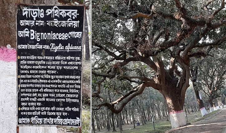 কাইজেলিয়ার আত্মকাহিনি কাইজেলিয়ার আত্মকাহিনি