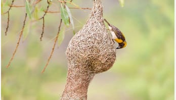 বাবুই পাখি