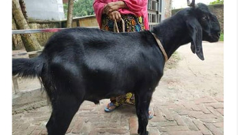 হাকিমপুরে অনলাইনে পশুর হাট হাকিমপুরে অনলাইনে পশুর হাট