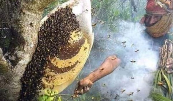 করোনা পরিস্থিতিতে সুন্দরবনে বেড়েছে মধুর উৎপাদন করোনা পরিস্থিতিতে সুন্দরবনে বেড়েছে মধুর উৎপাদন