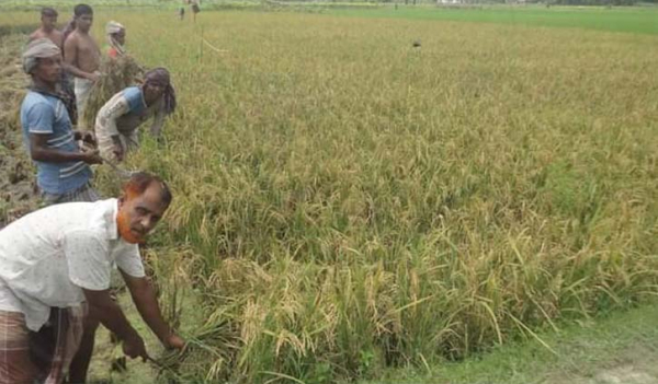 বগুড়ায় আগাম আউশ ধান কাটা শুরু, কিছুদিনের মধ্যে মূল ফসল বগুড়ায় আগাম আউশ ধান কাটা শুরু, কিছুদিনের মধ্যে মূল ফসল
