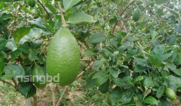 শ্রীমঙ্গলের বাগানে গাছে গাছে ঝুলছে লেবু শ্রীমঙ্গলের বাগানে গাছে গাছে ঝুলছে লেবু