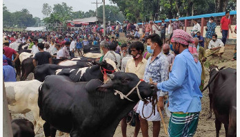 মানিকগঞ্জের হাটে কোরবানির পশু বেশি, দামে পতন মানিকগঞ্জের হাটে কোরবানির পশু বেশি, দামে পতন