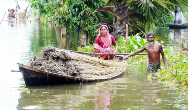 বাজার ভালো থাকলেও লোকসানে পাট চাষিরা বাজার ভালো থাকলেও লোকসানে পাট চাষিরা