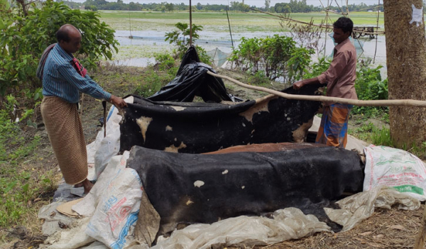 ১৩ দিনেও বিক্রি হয়নি কোরবানির চামড়া, বিপাকে ব্যবসায়ীরা ১৩ দিনেও বিক্রি হয়নি কোরবানির চামড়া, বিপাকে ব্যবসায়ীরা