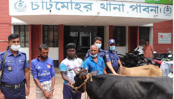 চাটমোহরে চুরি হওয়া গরুসহ ৩ চোর আটক চাটমোহরে চুরি হওয়া গরুসহ ৩ চোর আটক
