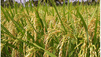 বাড়ছে আউশের আবাদ, লক্ষ্যমাত্রা ৩৬ লাখ মে.টন বাড়ছে আউশের আবাদ, লক্ষ্যমাত্রা ৩৬ লাখ মে.টন