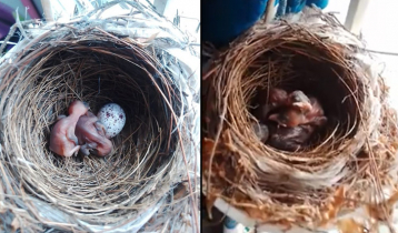 শহরে নতুন প্রাণের স্পন্দন (ভিডিও)