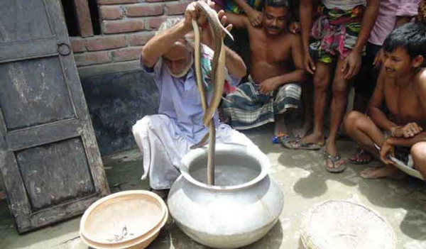 সাপ খেলা দেখাতে গিয়ে সাপুড়ের মৃত্যু সাপ খেলা দেখাতে গিয়ে সাপুড়ের মৃত্যু