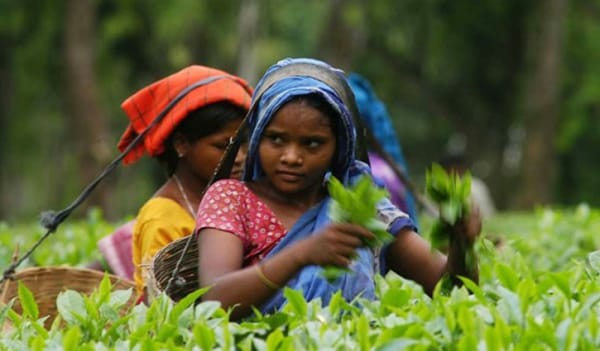 চা শ্রমিক: দাসত্ব যাদের নিত্যদিনের সঙ্গী 