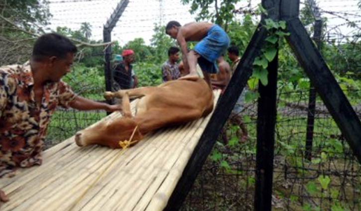 গবাদি পশুর অনুপ্রবেশ ঠেকাতে কঠোর সরকার গবাদি পশুর অনুপ্রবেশ ঠেকাতে কঠোর সরকার