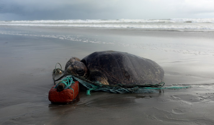 সৈকতে বর্জ্য: চল্লিশের বেশি কচ্ছপের মৃত্যু