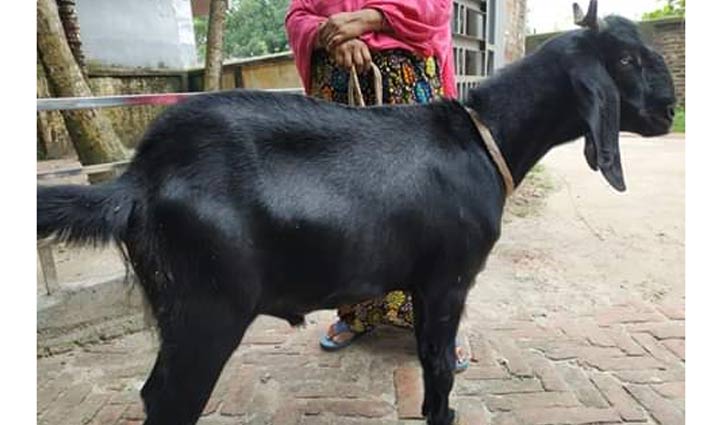 হাকিমপুরে অনলাইনে পশুর হাট হাকিমপুরে অনলাইনে পশুর হাট