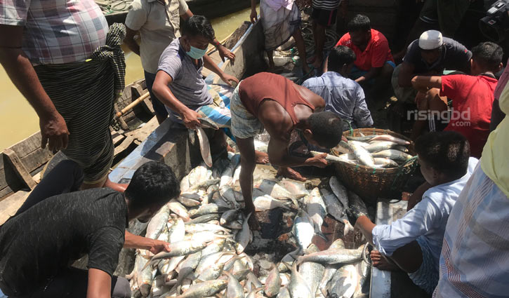 ‘দীর্ঘ ২০ বছরের জেলে জীবনে এত বড় ইলিশ দেখিনি’