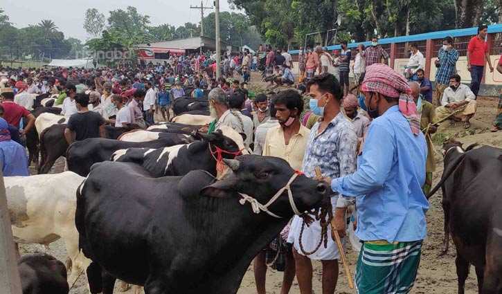 মানিকগঞ্জের পশুর হাটে ক্রেতা কম, দামে পতন মানিকগঞ্জের পশুর হাটে ক্রেতা কম, দামে পতন