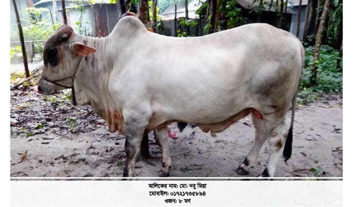 মানিকগঞ্জে অনলাইনে পশুর হাট মানিকগঞ্জে অনলাইনে পশুর হাট