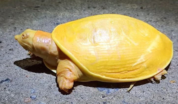 হলুদ রঙের কচ্ছপ উদ্ধার