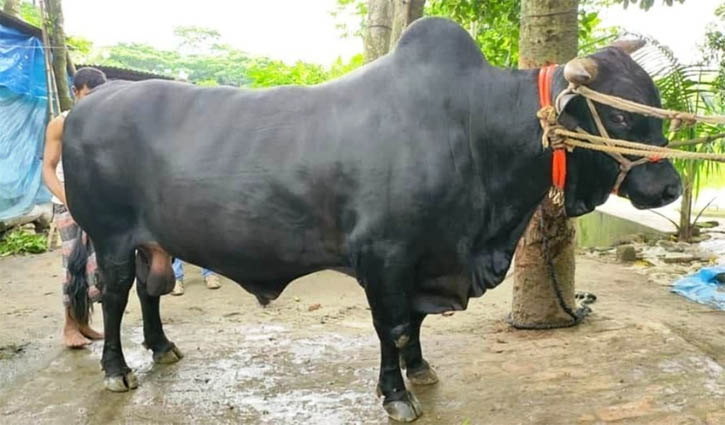 ‘ব্ল্যাক ডায়মন্ডে’র ওজন ৩৬ মণ