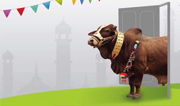 জমে উঠেছে অনলাইনে গরুর হাট ‘গরু চাই’