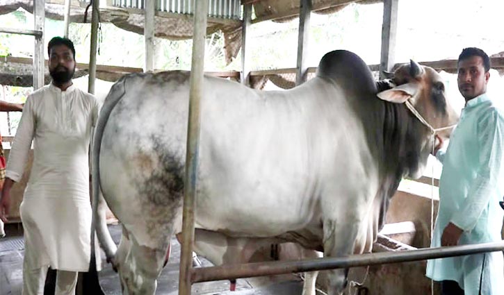 কোরবানির মাঠে আসছে ‘মেসি’ (ভিডিও) কোরবানির মাঠে আসছে ‘মেসি’ (ভিডিও)
