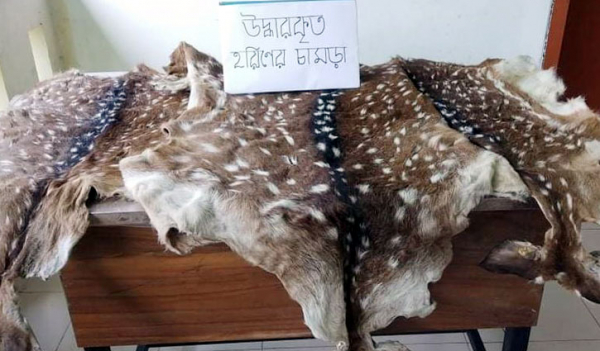 পাথরঘাটায় হরিণের চামড়া জব্দ পাথরঘাটায় হরিণের চামড়া জব্দ