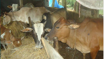 ঝালকাঠিতে সাড়ে ৮ হাজার পশু মোটাতাজা করা হয়েছে