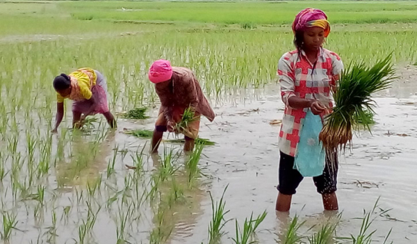 ধানের চারা রোপণে ব্যস্ত ক্ষুদ্র নৃ-গোষ্ঠীর নারীরা ধানের চারা রোপণে ব্যস্ত ক্ষুদ্র নৃ-গোষ্ঠীর নারীরা