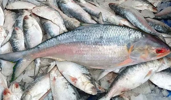 বেড়েছে ইলিশের সরবরাহ বেড়েছে ইলিশের সরবরাহ