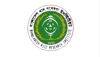 পেনশন স্কিম থেকে বঞ্চিত ধান গবেষণা ইনস্টিটিউট পেনশন স্কিম থেকে বঞ্চিত ধান গবেষণা ইনস্টিটিউট