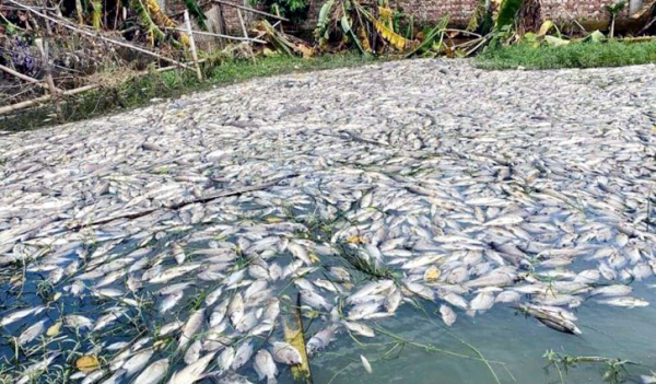 আশুলিয়ায় বিষ দিয়ে খামারের ১ হাজার কেজি মাছ নিধন আশুলিয়ায় বিষ দিয়ে খামারের ১ হাজার কেজি মাছ নিধন
