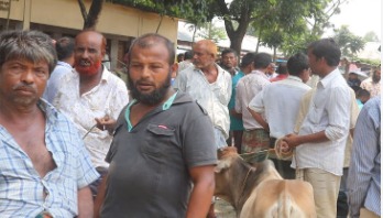 ঠাকুরগাঁওয়ে পশুর হাটগুলোতে মানা হচ্ছেনা স্বাস্থ্যবিধি ঠাকুরগাঁওয়ে পশুর হাটগুলোতে মানা হচ্ছেনা স্বাস্থ্যবিধি